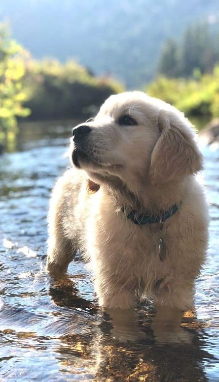 BestForPets4's tweet image. Enjoy this week to the fullest! Wishing you a happy and productive week ahead. 🌟😊 #dogsoftwitter #DogLover  #MondayMotivation #PositiveVibe