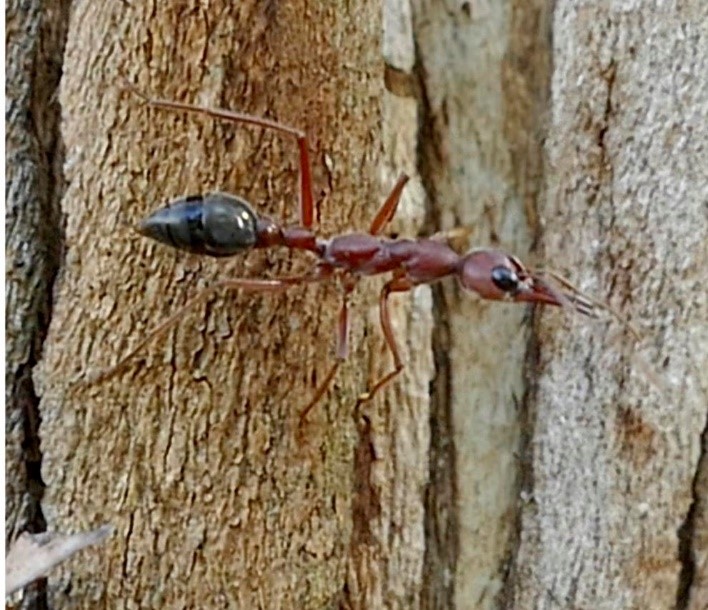 Division 3 of APA (@apadivision3) on Twitter photo Today’s #Div3Feature: In <a href="/APA_Journals/">APA Journals</a> JEP: Animal Learning and Cognition, Deeti et al. @mqnatschi tested how nocturnal bull ants (M. midas) adjust their paths along established routes if route following does not lead to their entry into their nest. doi.org/10.1037/xan000… #APA Today’s #Div3Feature: In <a href="/APA_Journals/">APA Journals</a> JEP: Animal Learning and Cognition, Deeti et al. @mqnatschi tested how nocturnal bull ants (M. midas) adjust their paths along established routes if route following does not lead to their entry into their nest. doi.org/10.1037/xan000… #APA