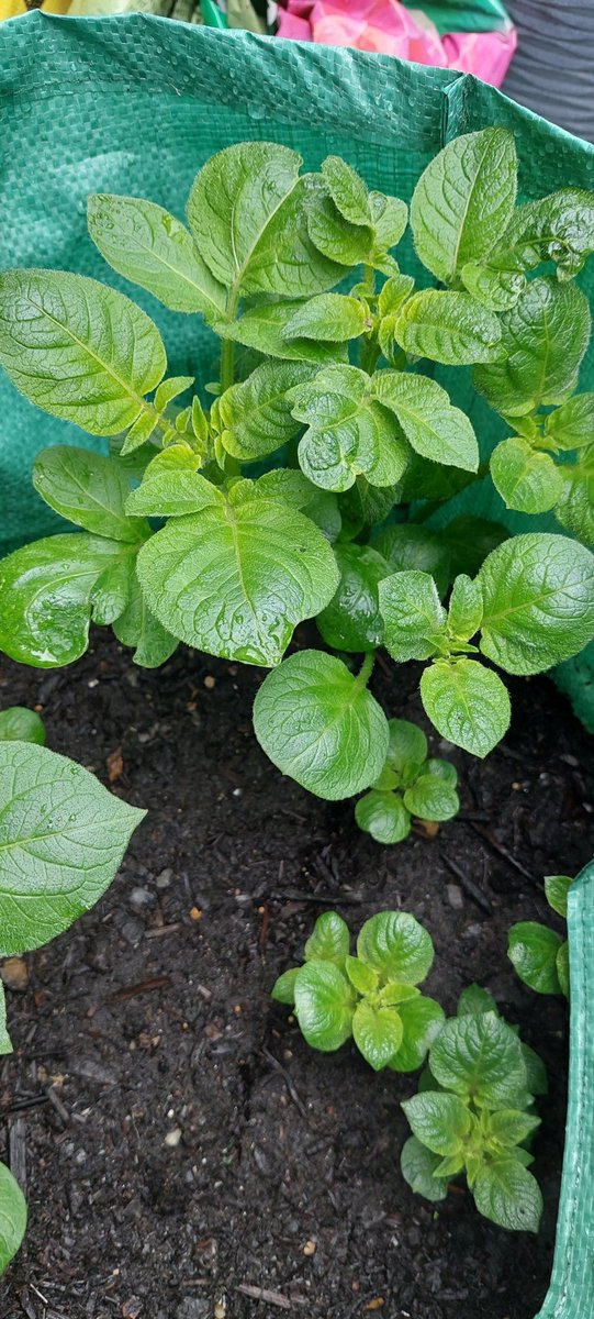 Spending some time today in the green house with my not so little sunflowers 🙌 my spuds are doing great and looking so Healthy 🙌 my new batch are doing well in the hot house 🙌
#urbangrowing #growyourown #sunflower #spuds #Dahlia #delphinium #lillys