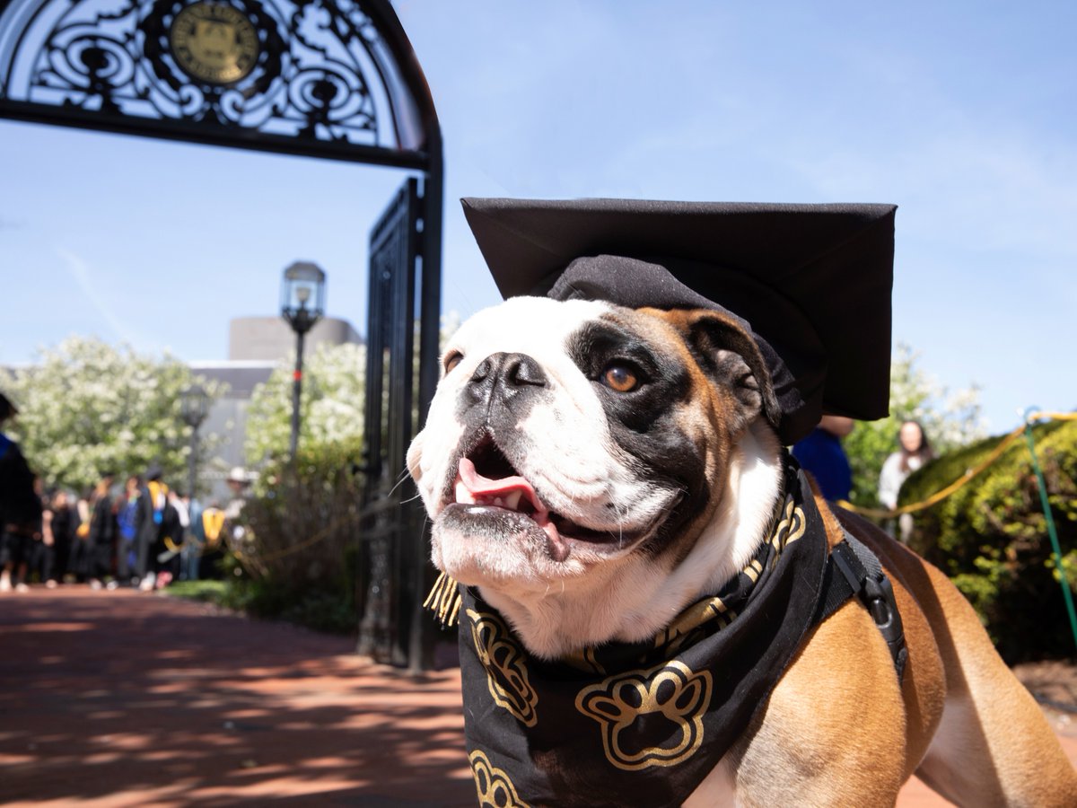 Happy finals week, Bulldogs🐶 Tupper is cheering on our seniors as they make their way to commencement🎉 #GoBulldogs