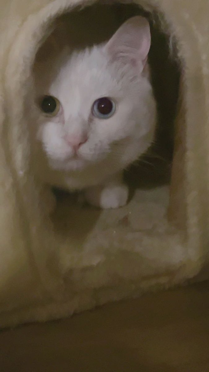 433_starlight's tweet photo. 230507 | Pocket48

#惨哥 
#苏杉杉 #SuShanShan #SNH48 https://t.co/xSB6BLPlmw