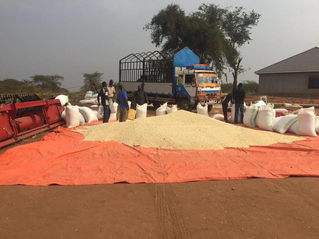 Freshly harvested grains from our gardens are now being processed at Talian Grains! Our sustainable farming practices ensure we only use the freshest and most nutritious ingredients in our products. Learn more about our mission and values at taliangrains.com #Sustainable
