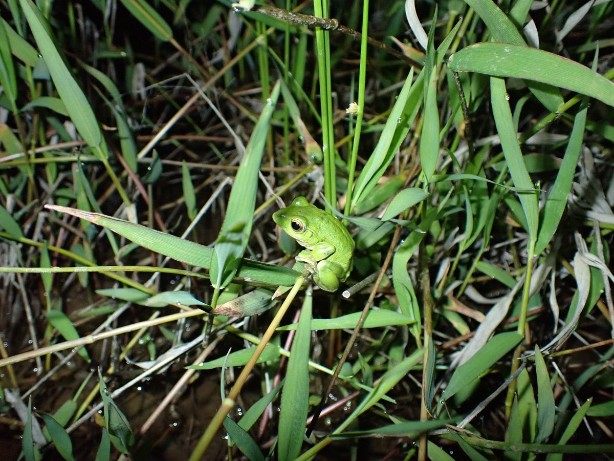 OR_FriendSeason's tweet photo. シュレ観察🐸
この感じかわいい🥰 https://t.co/QBjquK2HGk
