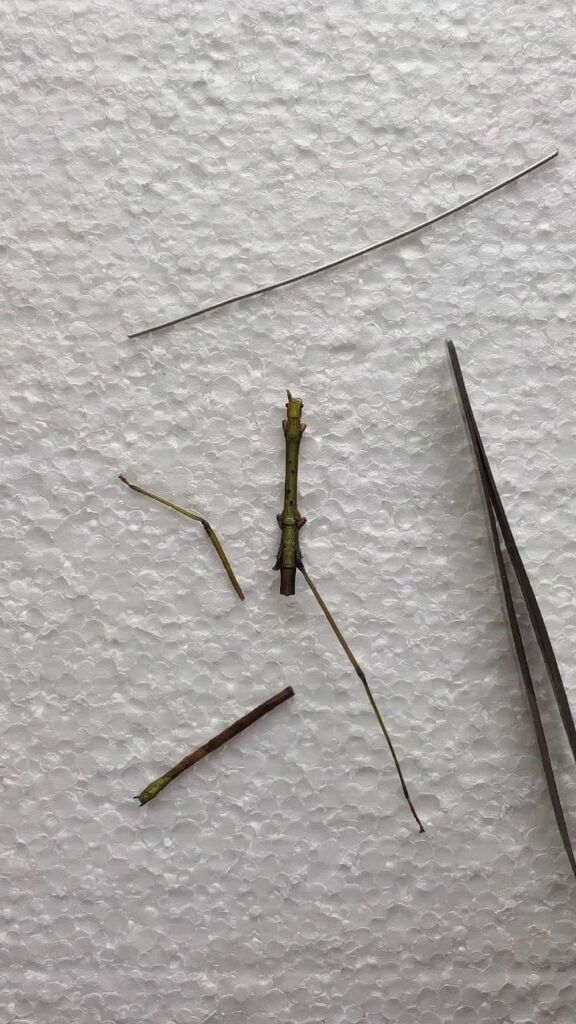 Skullpturas's tweet photo. Do you know the only thing that upsets me at shows? It's not people asking how long a piece took, trying to dissect my pricing and judge the value of my time. It's not being told my work is awful or insects are disgusting. I know they're not for everyone… https://t.co/PDlkMJ0X4A https://t.co/Jq1G3tGbnw