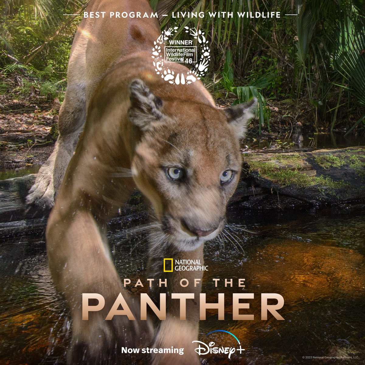 NatGeoTV's tweet photo. Congratulations to the #PathOfThePanther team for winning the 2023 @IntlWldFilmFest award for Best Program - Living With Wildlife!

@PathofPanther is now streaming on @DisneyPlus and @hulu. https://t.co/1XhufNJwML