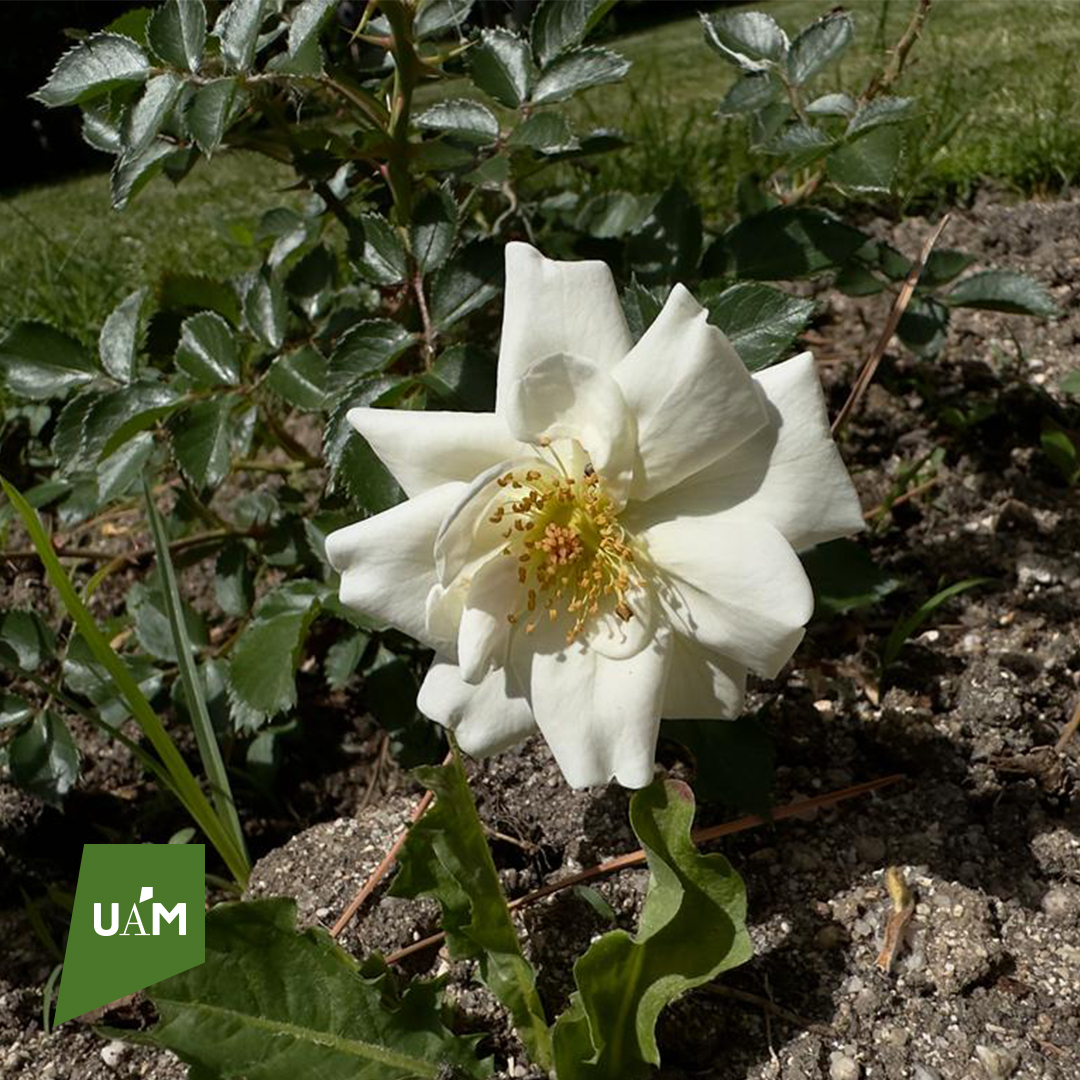 🌹 Las rosas ‘Margarita Salas’, en honor a las investigadoras que formaron y han formado parte de la #UAM_Madrid, han florecido en el Campus de Cantoblanco. 

Se sembraron junto al Edificio del Rectorado el pasado 8M. #SomosUAM 

ℹ️ bit.ly/42dDJTq