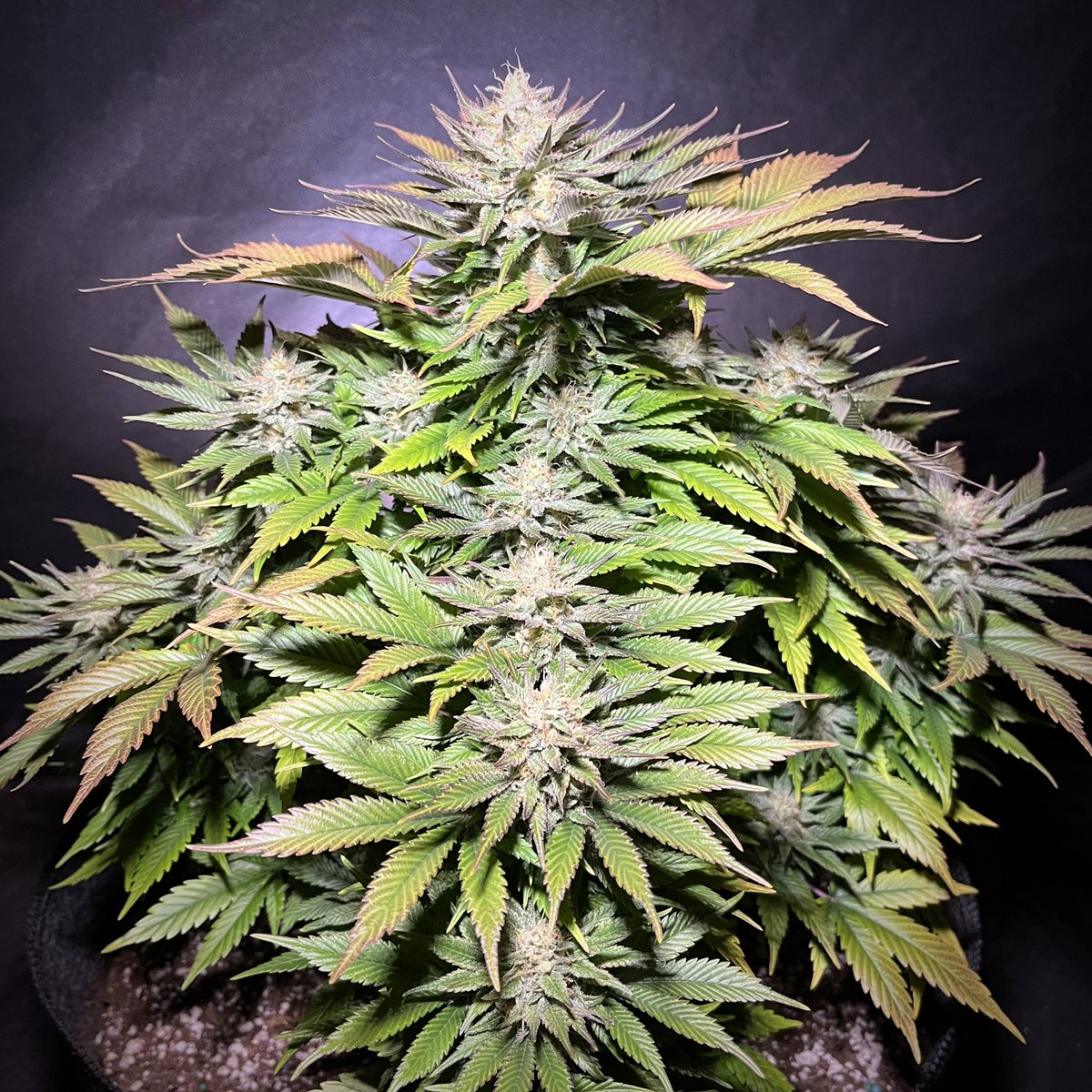 MyrceneDream's tweet photo. White Sugar OG after flowering for 8 weeks. Still a couple more to go until it’s ready

#indica #cannabis #growyourown #cannabiscommunity #cannabisgrowers https://t.co/t62m9Sz0Y1