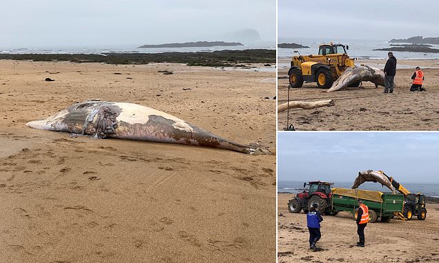 Second minke whale washes up on popular Scottish beach after a 31ft mammal was also left stranded on the shore a month ago trib.al/kucUnb4