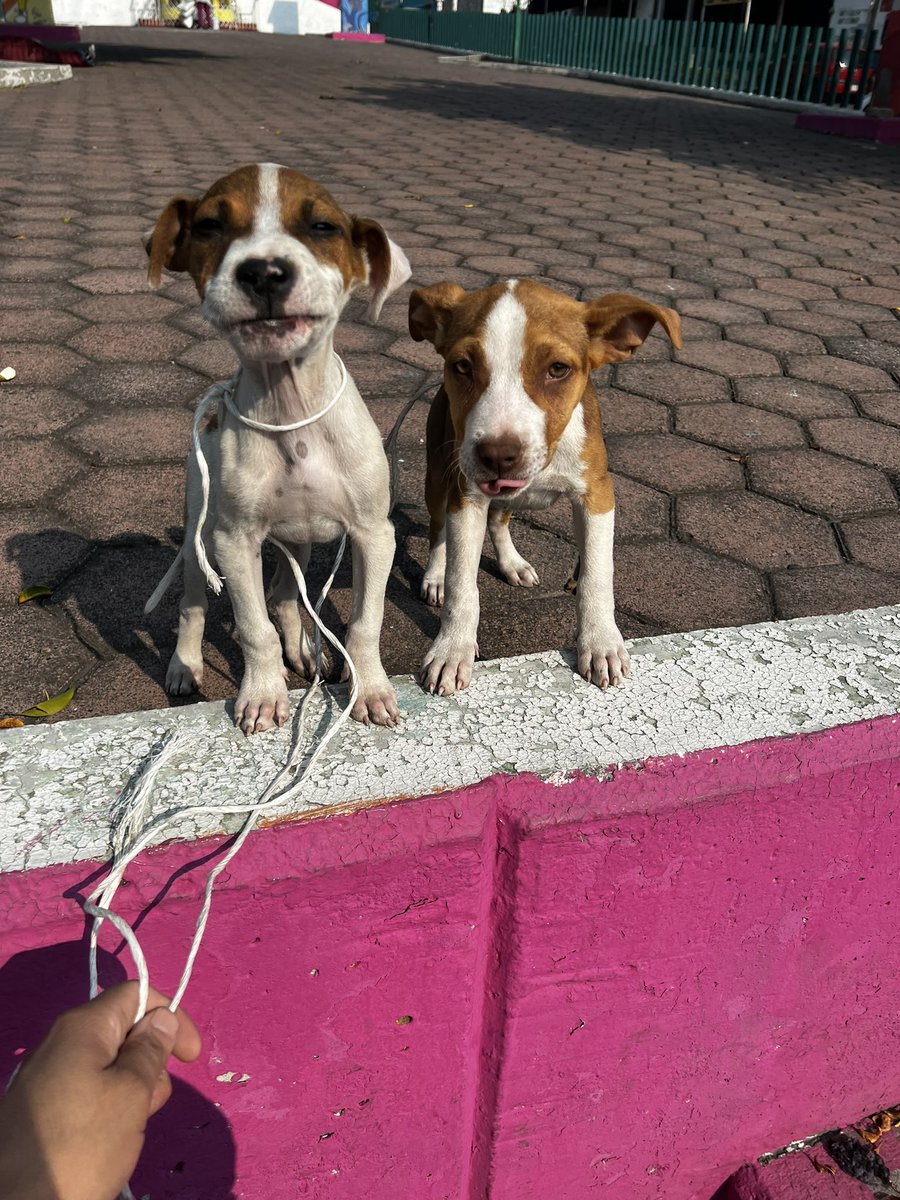 IkMcfrlane's tweet image. Me apoyan con un RT u hogar temporal los dejaron abandonados en la calle, tengo 11 perritos y de verdad no podía dejarlos ahí @FundacionToby 🙏🙏🙏se los agradecería muchísimo