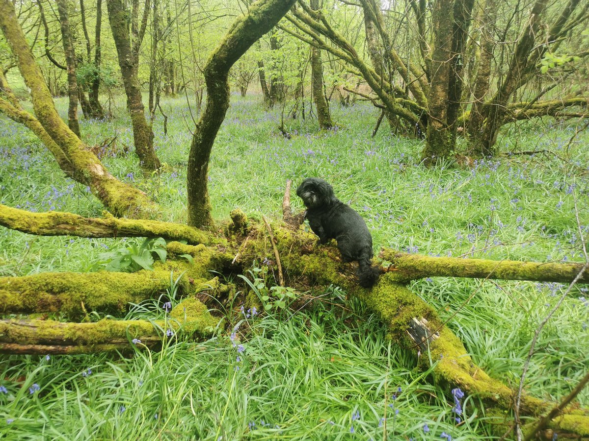 Rachel Brooks tweet media