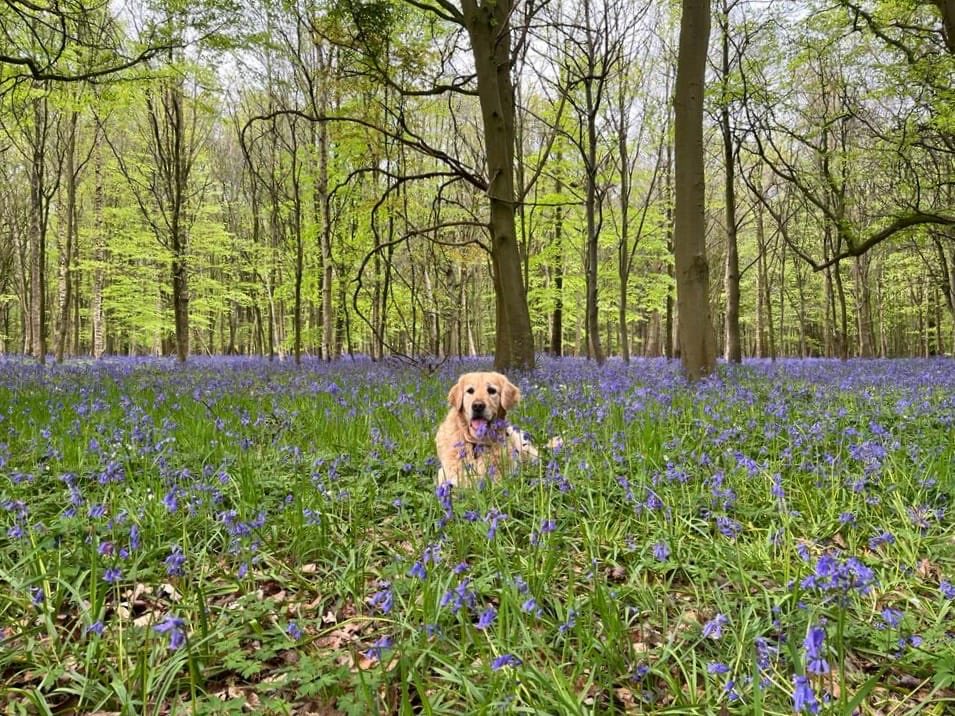 Long #weekendsmiles - have a good week chaps #dogsoftwitter #grc  💕 Bertz