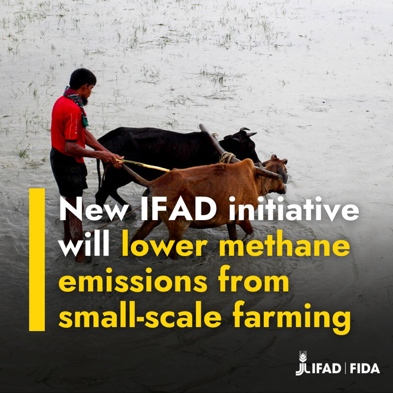 IFAD's tweet photo. Cutting methane emissions is a priority for addressing #ClimateChange.

IFAD is partnering with @Gmethanehub &amp; the U.S. @StateDept to involve small-scale farmers in mitigation efforts in order to reduce global warming &amp; lead to better rural livelihoods. #AIM4CSummit