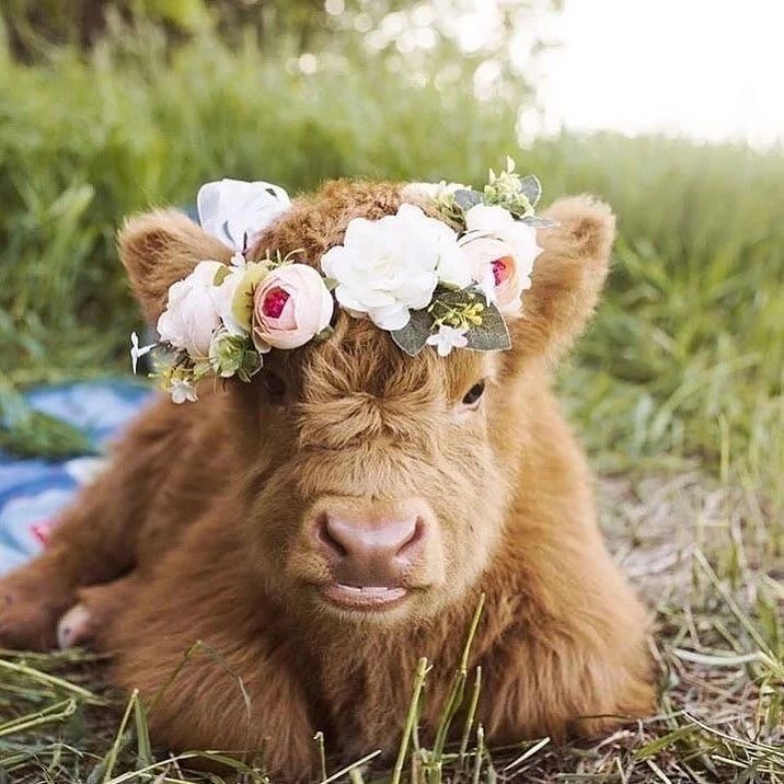 So adorable cow 🌺✨ #cows
#calves
#cowlife
#cowsmilk
#cowlover
#cowskin
#cutecows
#cowshit
#animals
#cutie
#cuteanimals
#coworking
#cowgirlfashion
#cowboystyle
#dallascowboys
#cowboynation