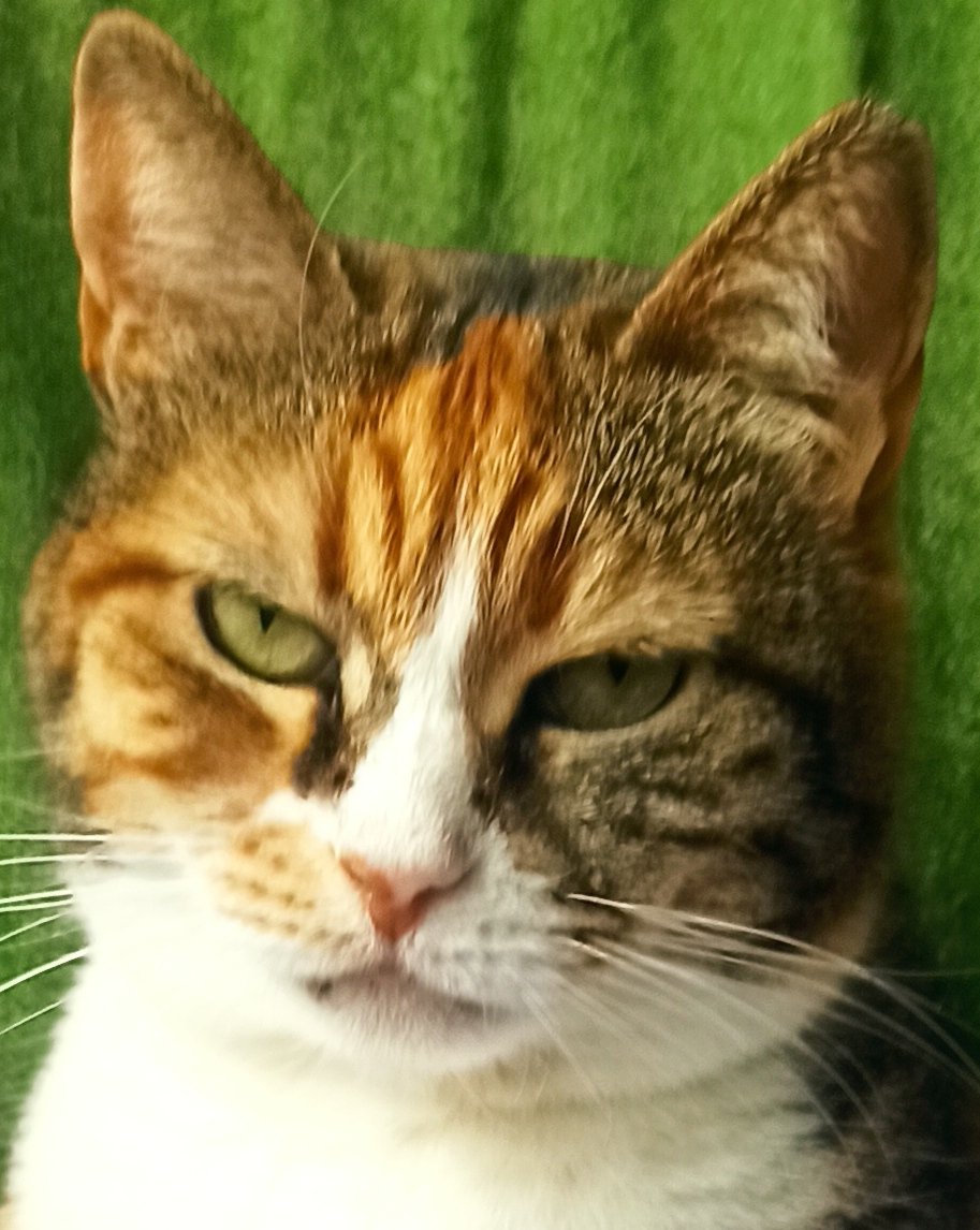 eyluldenizjourn's tweet photo. At the end of our #afp strike day 6
I hand my strike vest to the 'cat lobby' for the night. Look at her face.. Yas queen slay.
AFP grevimizin 6. gunu sonunda grev onlugumu "kedi lobisine" teslim ettim.
#AFPTurkeyStrike
#AFPdeGrevVar https://t.co/WEC61qjMT6