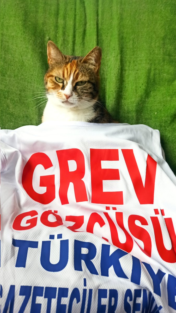 eyluldenizjourn's tweet photo. At the end of our #afp strike day 6
I hand my strike vest to the 'cat lobby' for the night. Look at her face.. Yas queen slay.
AFP grevimizin 6. gunu sonunda grev onlugumu "kedi lobisine" teslim ettim.
#AFPTurkeyStrike
#AFPdeGrevVar https://t.co/WEC61qjMT6