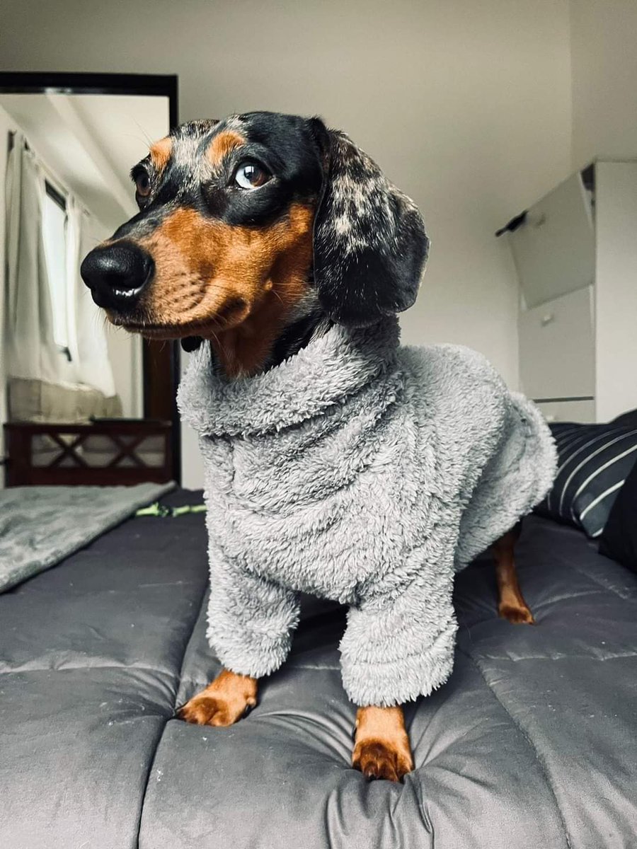 Si quieren aprovechar el descuento para lookear al peludito de la familia tenemos toda la web al 15% OFF + 15% adicional con transferencia 🫶

valquiriapetclothing.mitiendanube.com

IG para ver más perritos vestidos 😍♥️

instagram.com/valquiria.petc…

#hotsalesinfiltro #hotsale