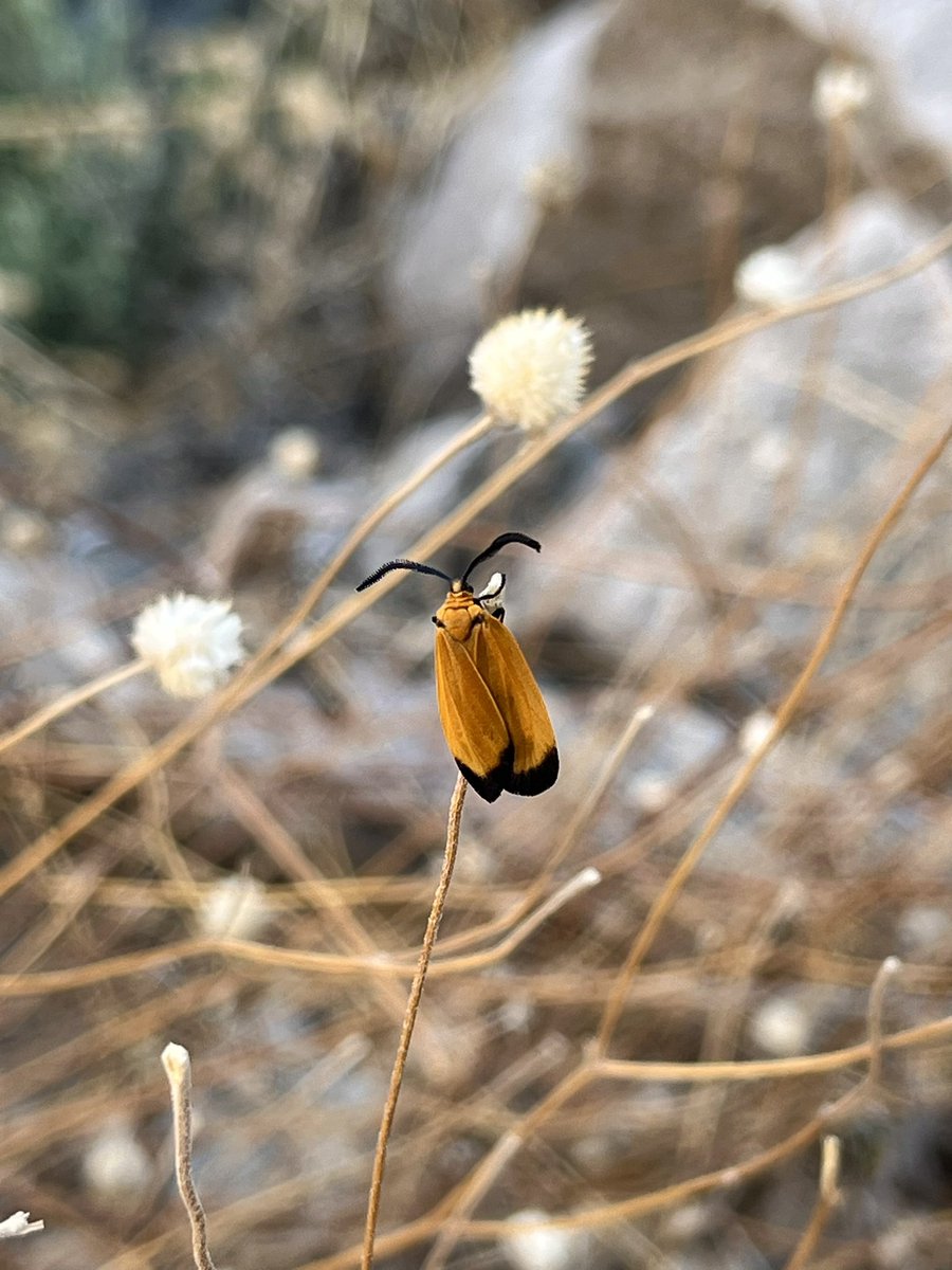 A bloody net-winged beetle and a possible mimic (the moth) in the Organ Mountains (from yesterday and Saturday) - how neat!!