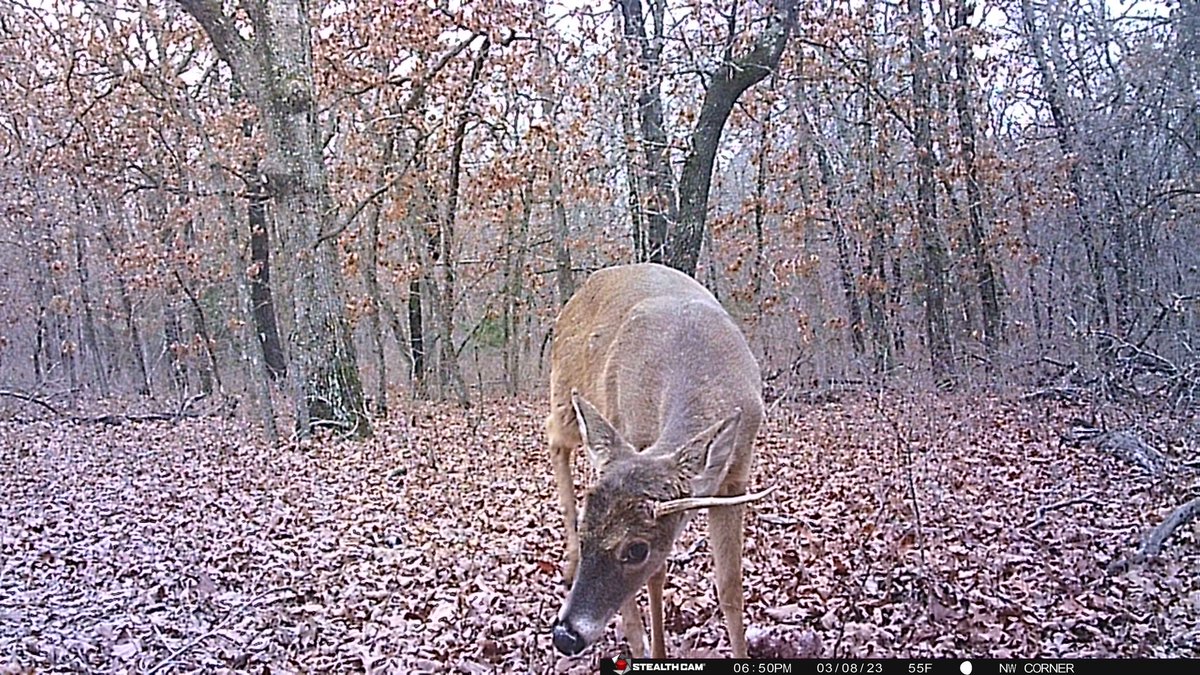 Pretty sure his antler is just about to fall off. Don't recall seeing any bucks with sideways horns last season. 

#glimpseoftheoutdoors #buck #whitetail #deer #whitetaildeer #shedhunting #antlers #trailcam #trailcampics
