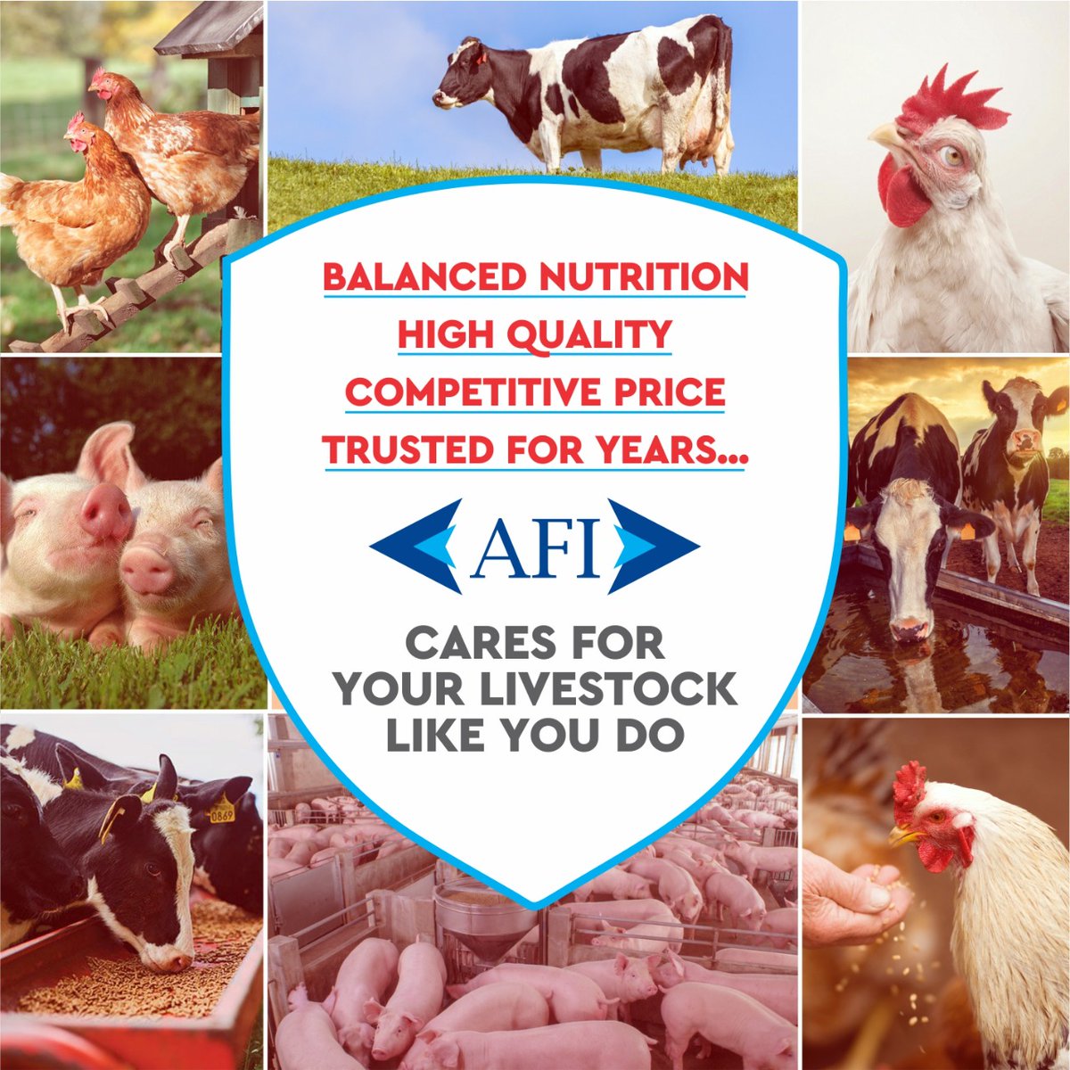 AFI, the feed that suits your own and your livestock's needs perfectly!
#Dairy #FeedingCattles #Feed #AnimalFeed #QualityFeed #AnimalHealth #MilkProduction #AnimalNutrition #Farming #IndianDairyFarmer #DairyIndustry #DairyFarmer #DairyFarming #Milk #Agriculture #MakingAnImpact