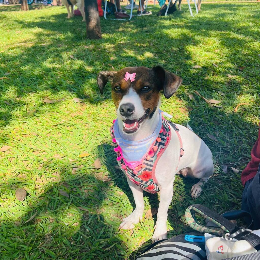 samaralopesGo's tweet photo. O primeiro @encontroviralatasgyn foi um sucesso ❤️ amei 🥰 

#viralatas #encontroviralatasgyn https://t.co/mKOVtsKpSg https://t.co/Tz0eoobSOI
