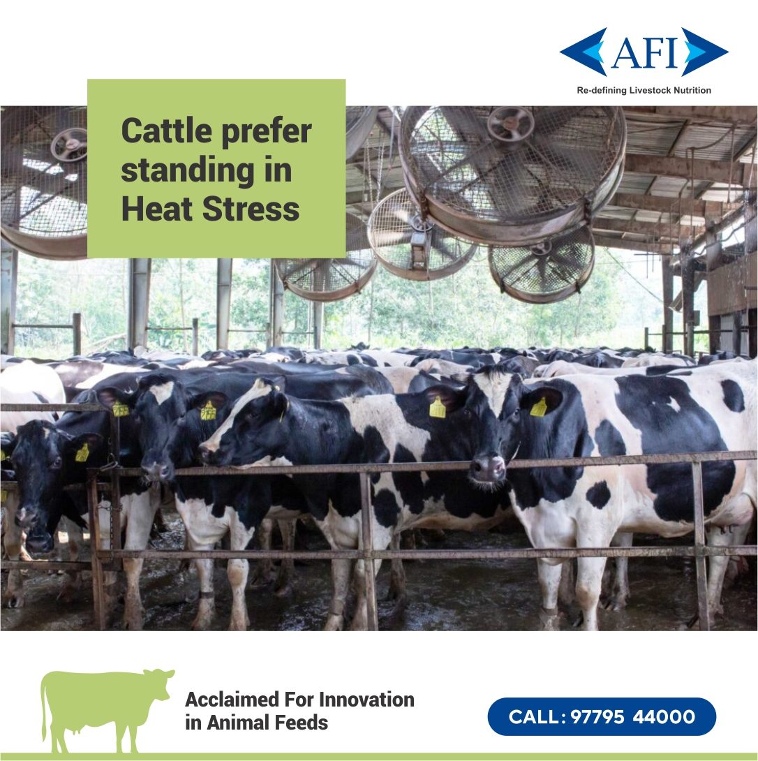 Prefers standing than lying down.
For more information, Call - 9779544000
#HeatStress #Dairy #Feed #AnimalFeed #AnimalHealth #MilkProduction #AnimalNutrition #Farming #IndianDairyFarmer #DairyIndustry #DairyFarmer #DairyFarming #Milk #Agriculture #MakingAnImpact