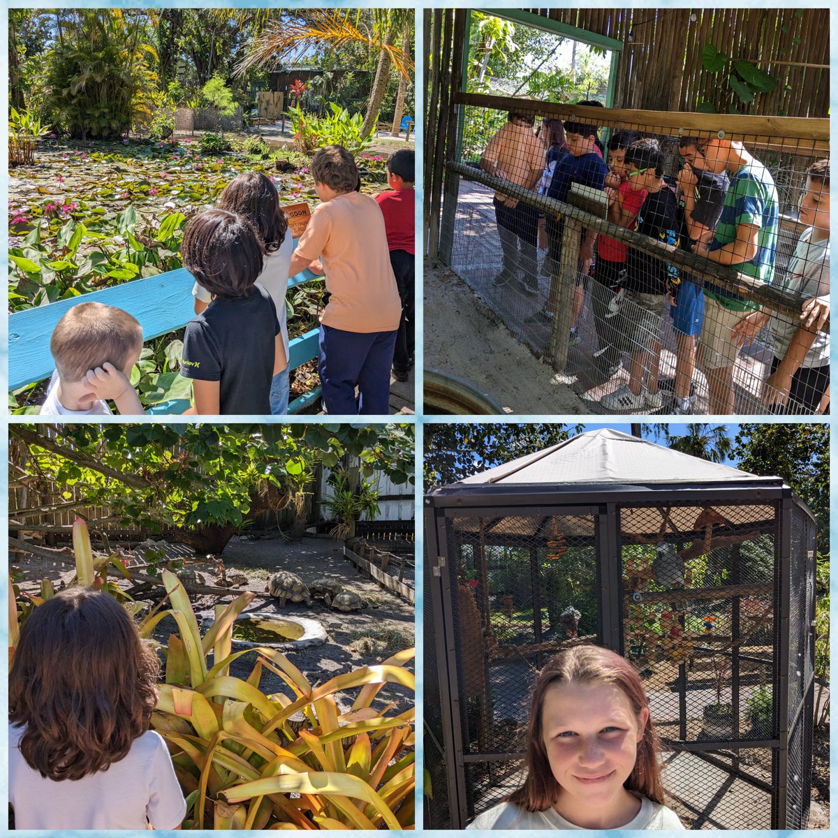 SeaGateMC's tweet image. Investigation was letter I of our alphabet countdown! We investigated different animals and plants at the Everglades Wonder Gardens! 🌵🌼🌳🐢🐊🦜🦚🦆🪿 #CommunityBasedLearning #AuthenticLearning @SeaGateES