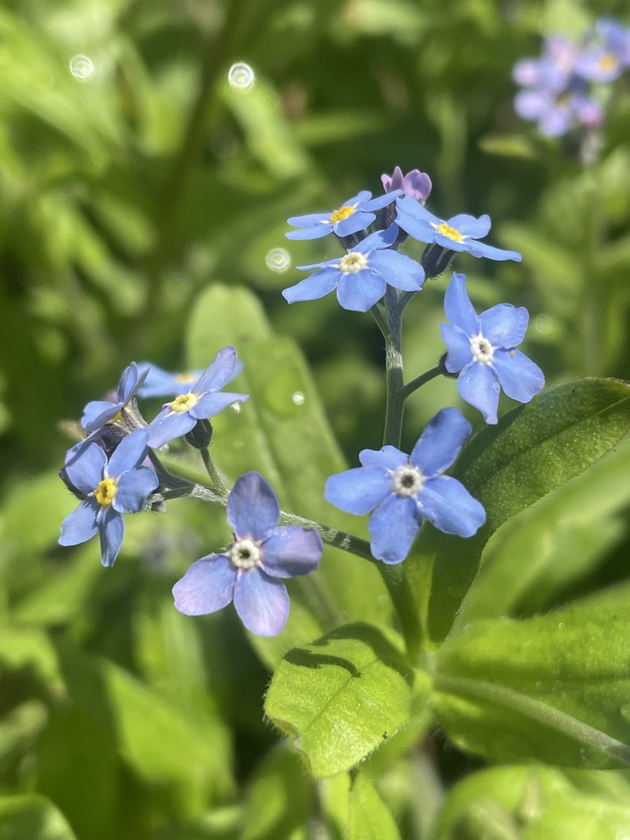 davidpleonard's tweet image. Early garden perennials and signs of proper spring: phlox, violets, forget-me-nots, bleeding hearts. #dlws