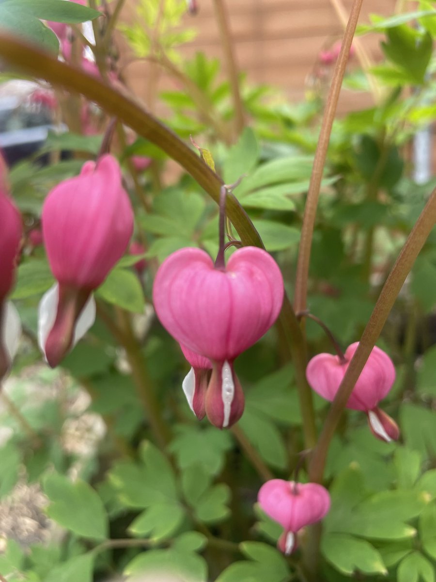 davidpleonard's tweet image. Early garden perennials and signs of proper spring: phlox, violets, forget-me-nots, bleeding hearts. #dlws