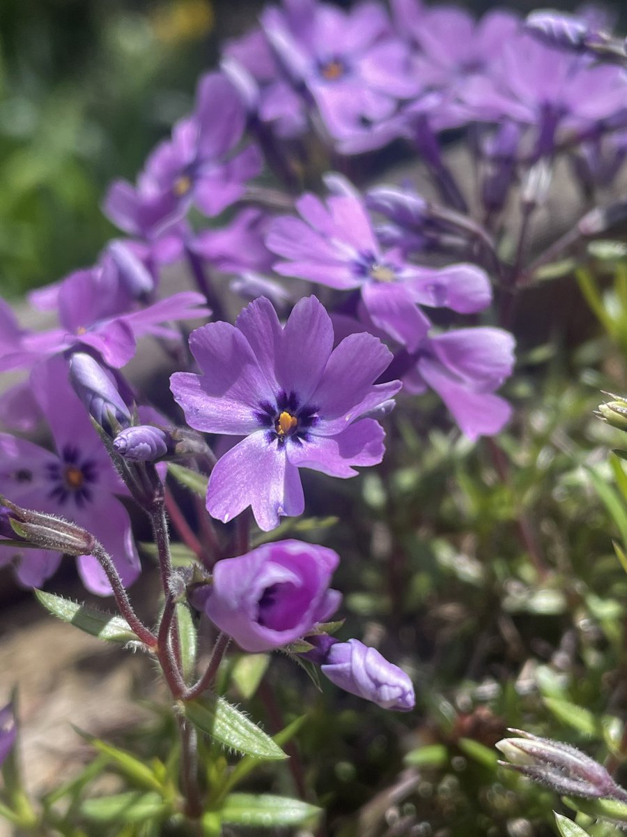davidpleonard's tweet image. Early garden perennials and signs of proper spring: phlox, violets, forget-me-nots, bleeding hearts. #dlws
