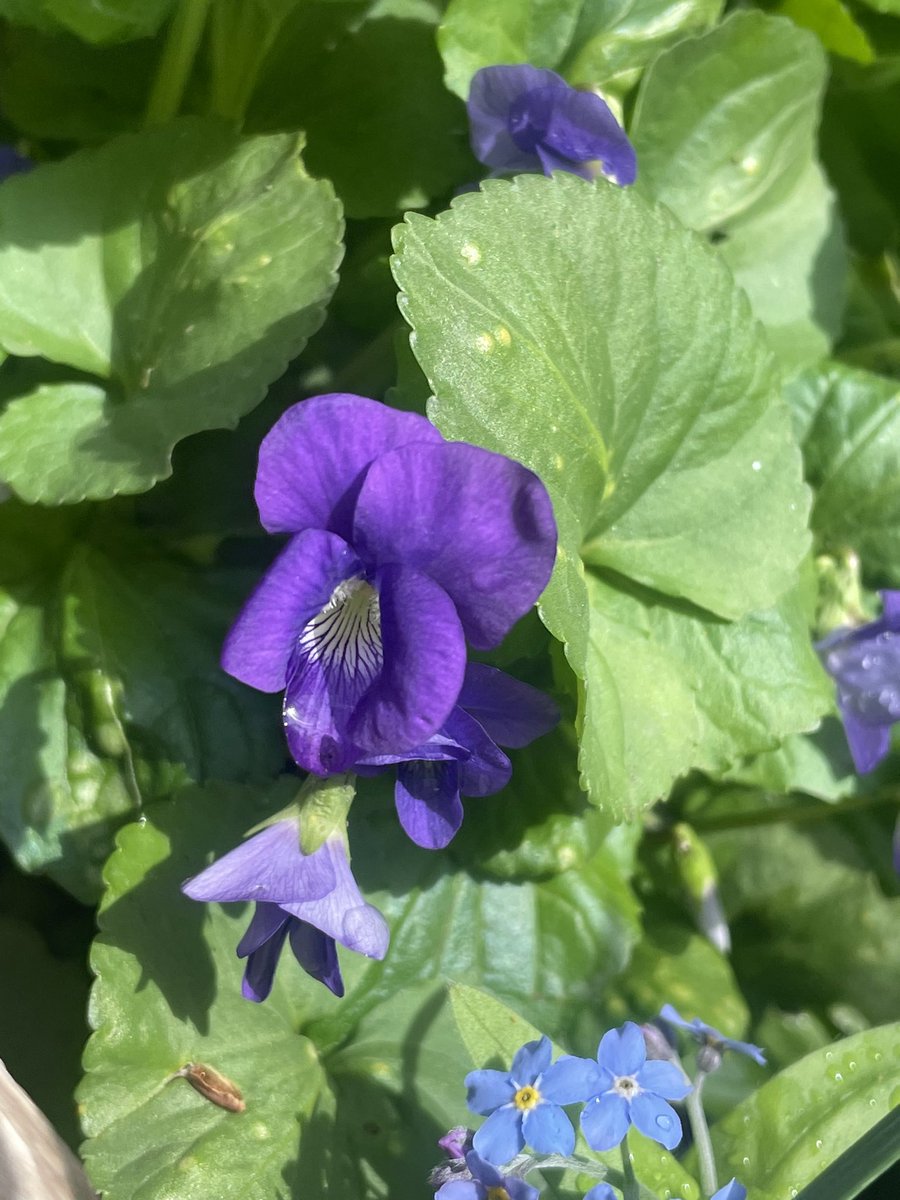 davidpleonard's tweet image. Early garden perennials and signs of proper spring: phlox, violets, forget-me-nots, bleeding hearts. #dlws