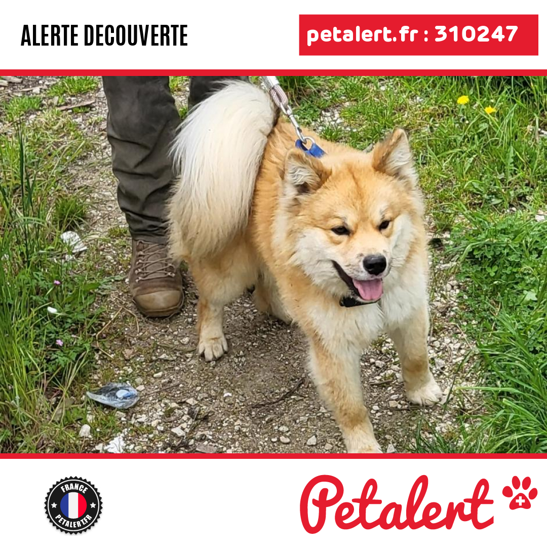 petalert_france's tweet photo. Trouvé #Chien #Aube #Montaulin #Petalert #PetAlert10 / https://t.co/AXooF7m4nY https://t.co/mI2FLQfNAy