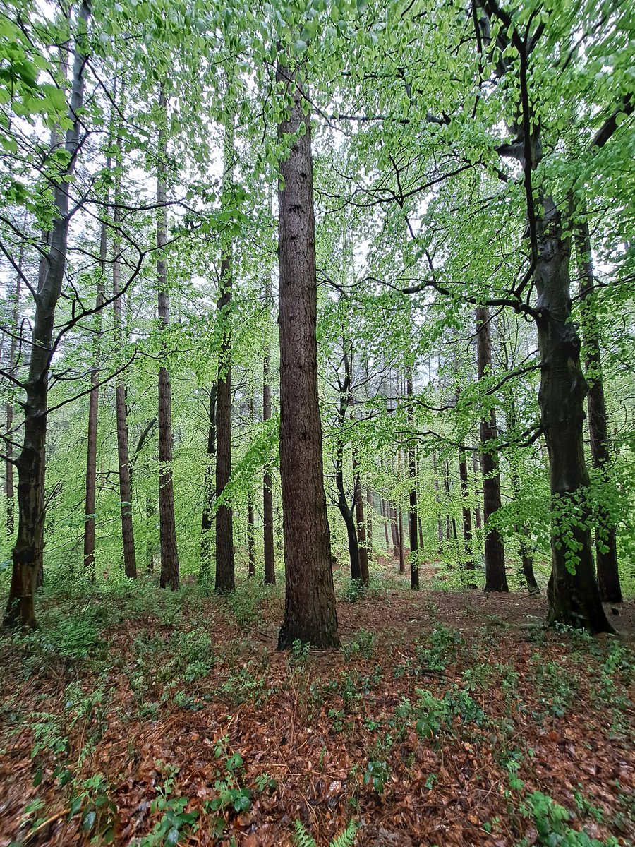 Trees in conclave. Fairholmes. #Derbyshire.