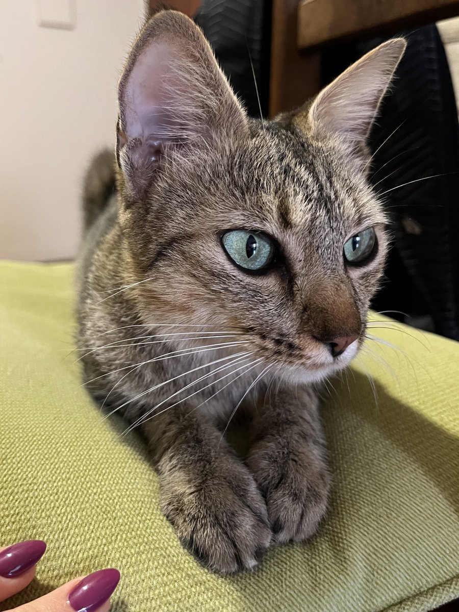 Gata de ojos verdes atigrada en lactancia, encontrada el fin de semana en Rosario de Santa Fe al 500. Buscamos a su dueño <a href="/patitasdelsurr/">Patitas del Sur🐾</a> <a href="/VivireNuevaCba/">VivirenNuevaCórdoba®</a>