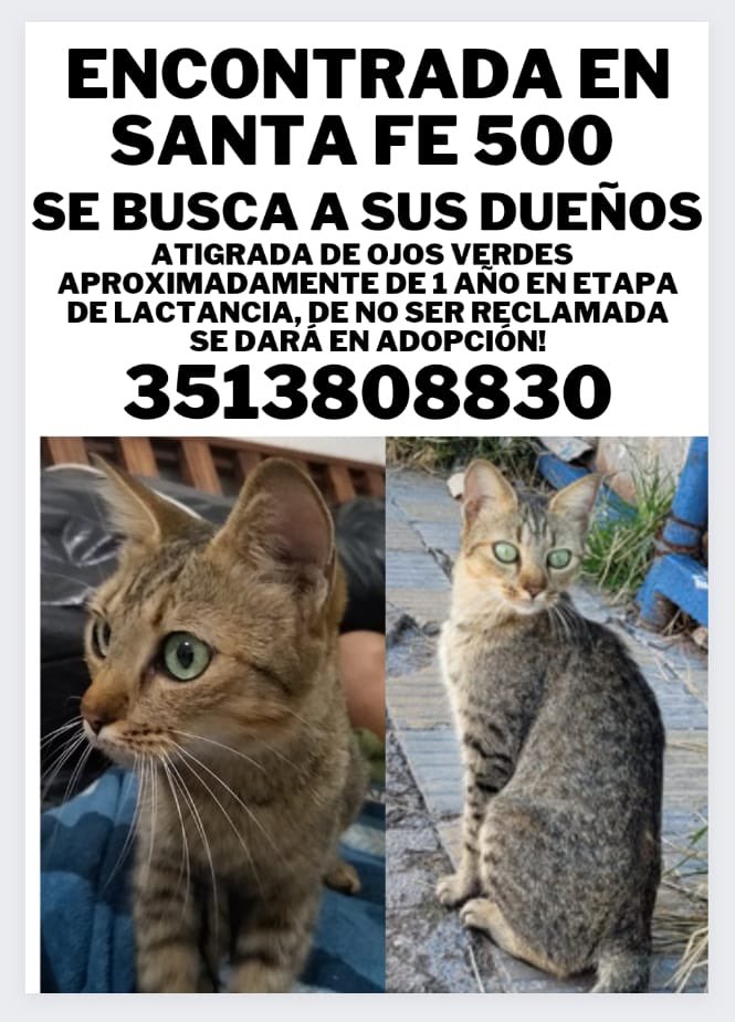 sofi_ribero's tweet photo. Gata de ojos verdes atigrada en lactancia, encontrada el fin de semana en Rosario de Santa Fe al 500. Buscamos a su dueño @patitasdelsurr @VivireNuevaCba https://t.co/Gof1ZkUBxS
