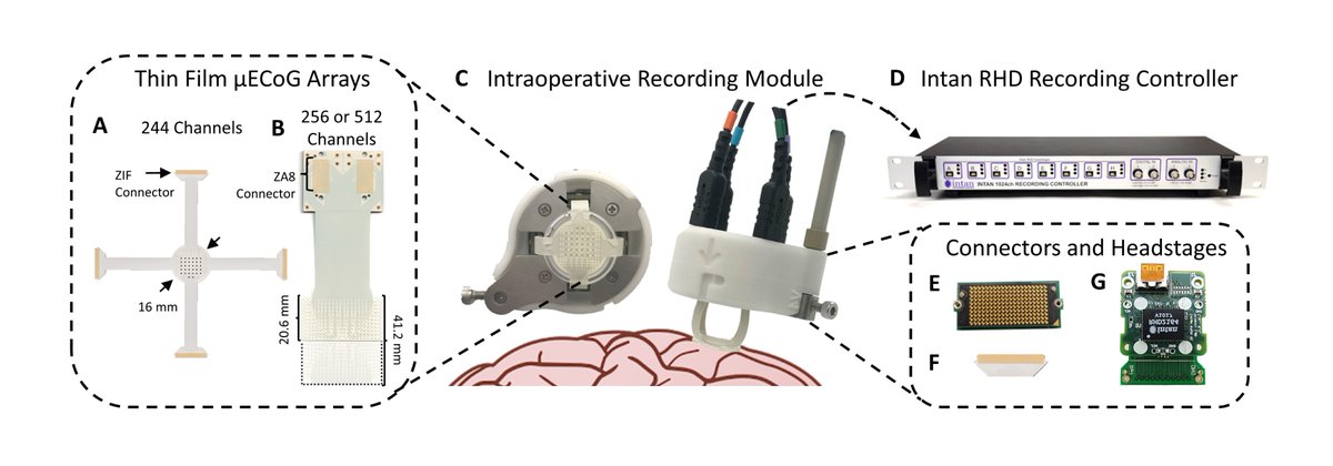 Epilepsia tweet media