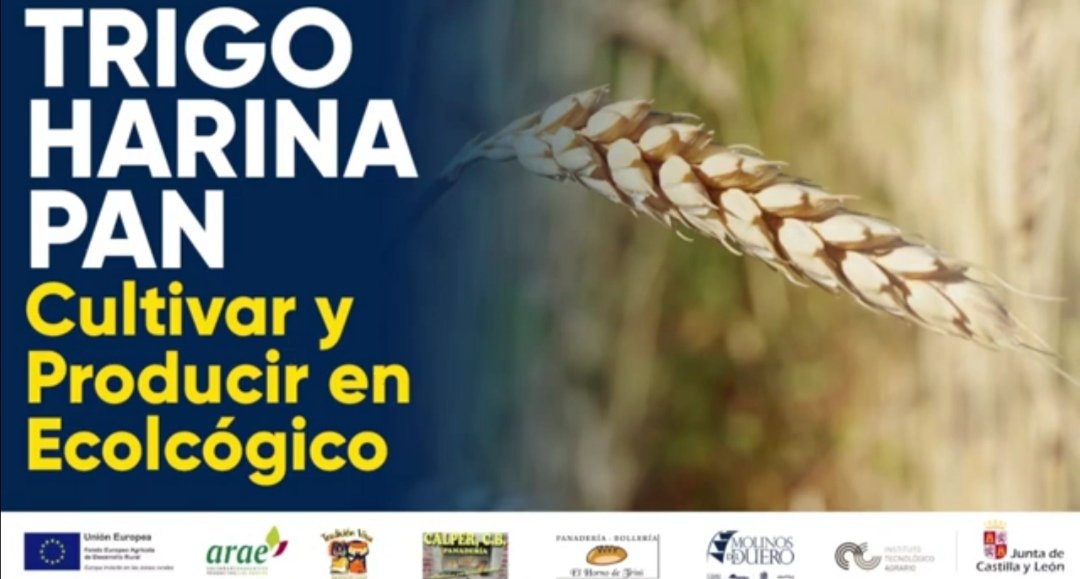 ECOTRIGO's tweet photo. Te perdiste nuestra jornada, la grabamos para ti!!!👏👏👏
Puedes verla en: 
https://t.co/sA56Pnxwau

#trigoEcológico #trigoharinapan https://t.co/uD5e1sWixa