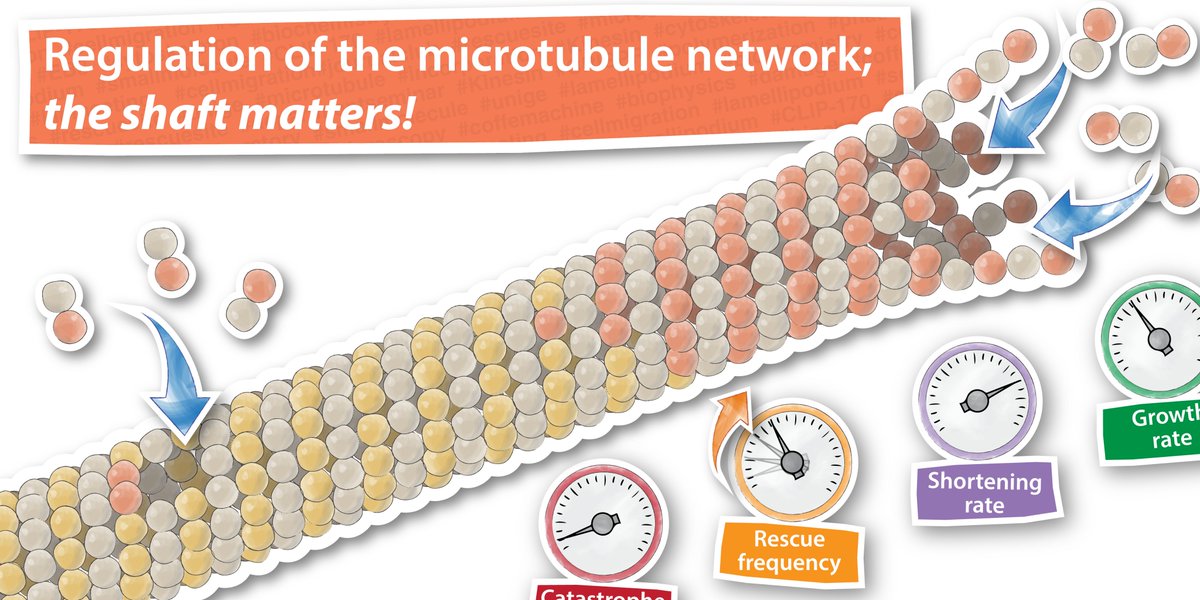 We are very excited to share our latest #review on the impact of shaft dynamics in the regulation of the #microtubule network.
#damage_sites, <a href="/unige_en/">UNIGE_en</a>, <a href="/AmineMehBio/">Amine Mehidi</a>

sciencedirect.com/science/articl…