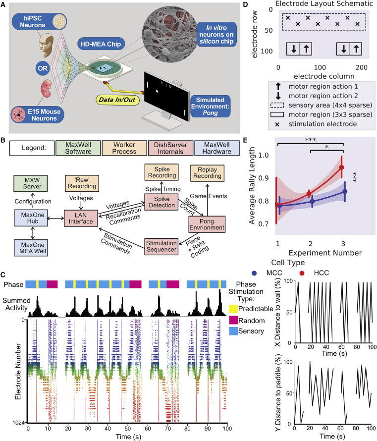 emollick's tweet photo. Too much science fiction happening all at once: "Using this DishBrain system, we have demonstrated that a single layer of in vitro cortical neurons can self-organize activity to display intelligent and sentient behavior when embodied in a simulated game-world"