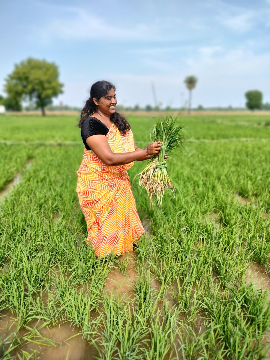 zbnf jyosthna namala on Twitter "మా సొంత పొలంలో 07/05/2023"
