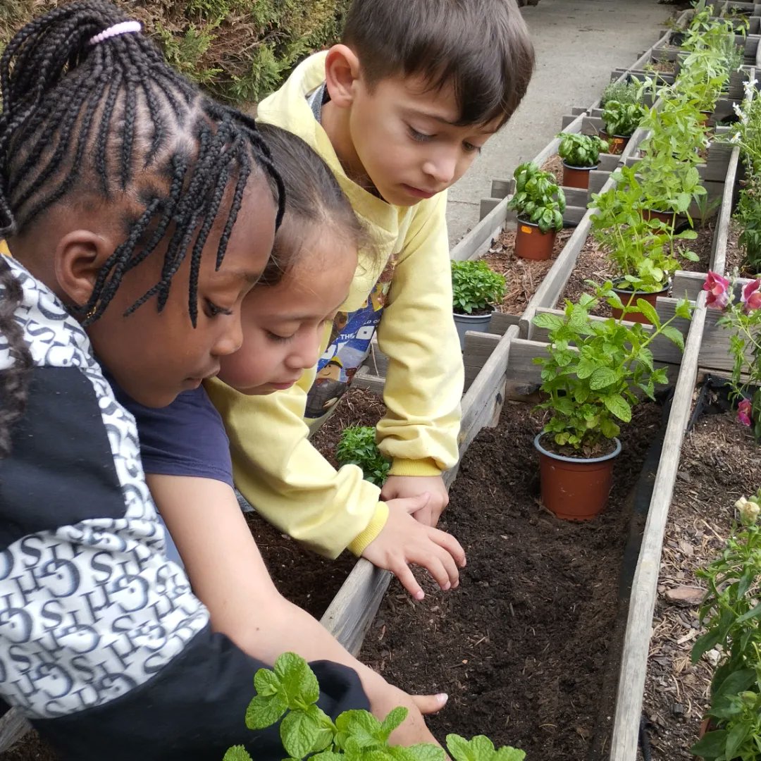 sagratcorvic's tweet photo. Els alumnes de 1r hem plantat flors i plantes aromàtiques per donar vida i alegria als voltants de la sorrera! Ens ha agradat molt fer de jardiners! 🌺🌷🪷🌸💮🏵️🪻🌻🌼 #sagratcorvic #scvep #primaria #escola #vic #educacio https://t.co/zy9PB2yqXr