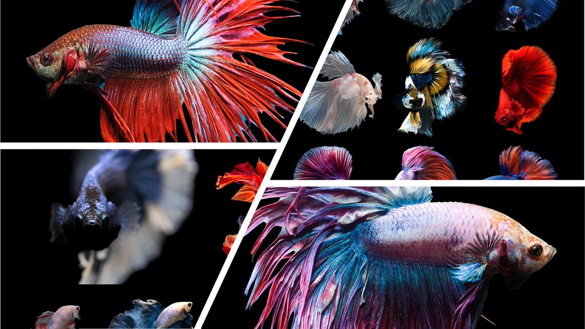 sjportugal1979's tweet photo. Ever wondered about Siamese Fighting Fish? I have. Too much, perhaps. You can read more about them in my Quick Guide, published today in @CurrentBiology! https://t.co/TM2W2SwZ9t #betta https://t.co/8mHH7jbi4A
