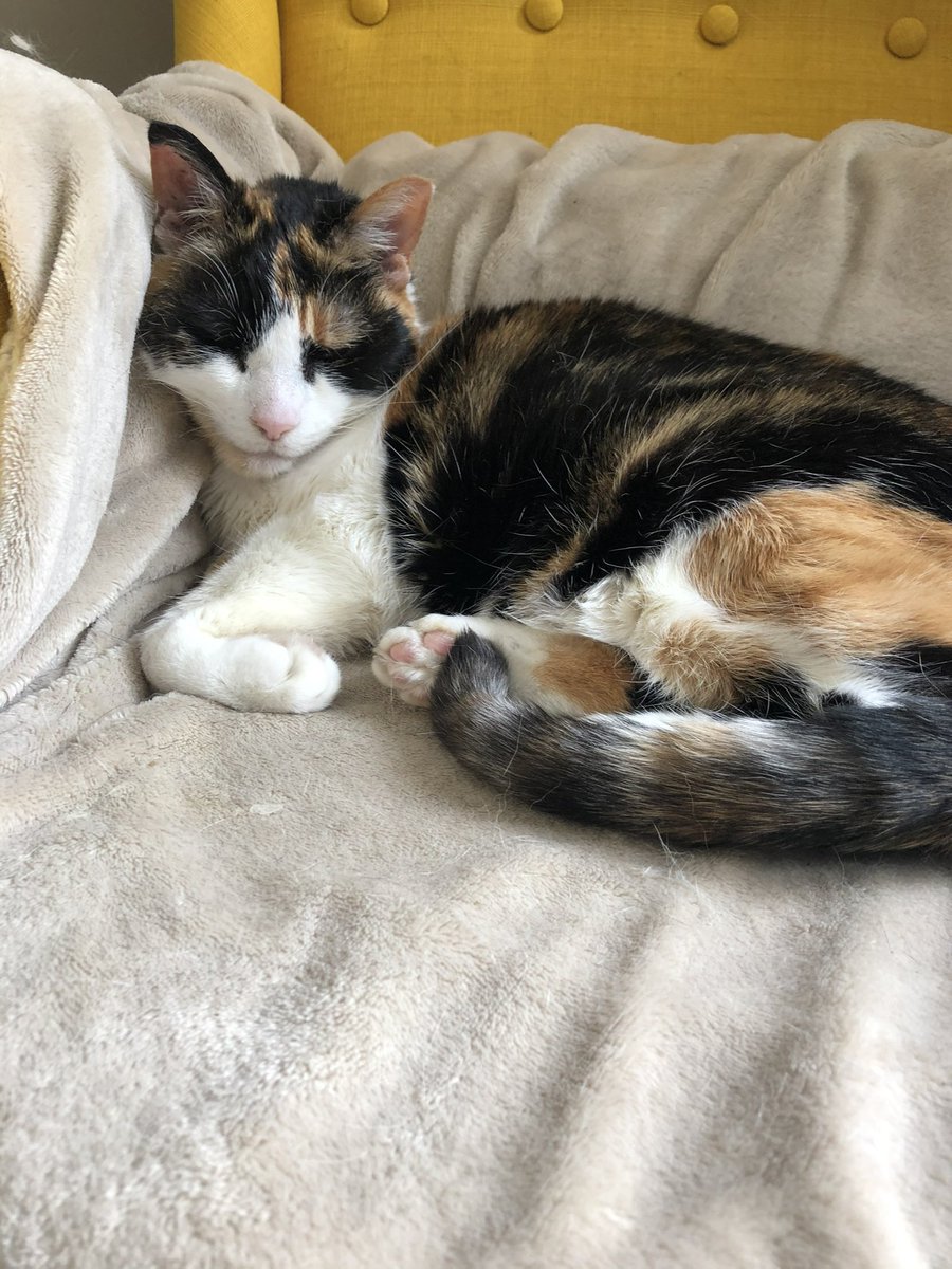 lduf81's tweet photo. Happy 18th Birthday to this little darling…HRH Princess Gloria 😍…tuna for everybody!! https://t.co/wGJT1q1j1h