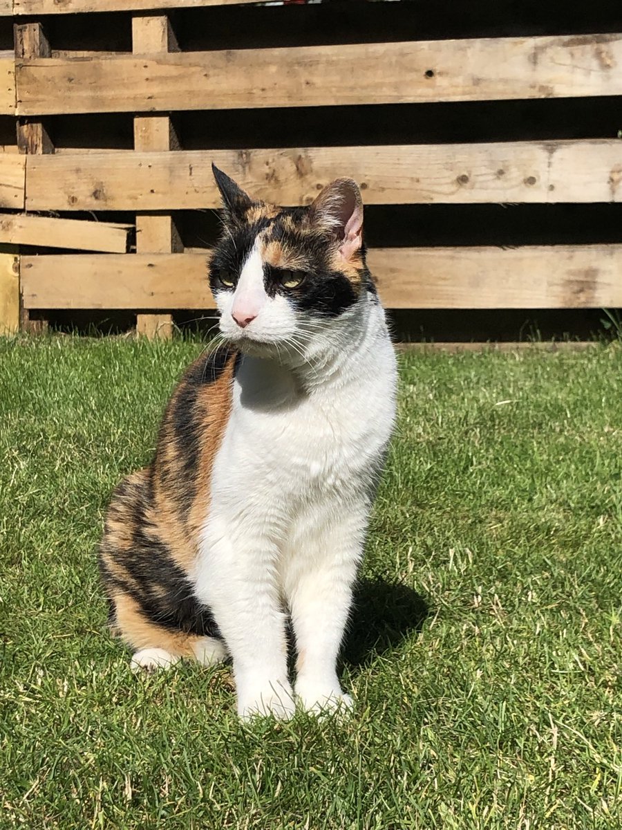 lduf81's tweet photo. Happy 18th Birthday to this little darling…HRH Princess Gloria 😍…tuna for everybody!! https://t.co/wGJT1q1j1h