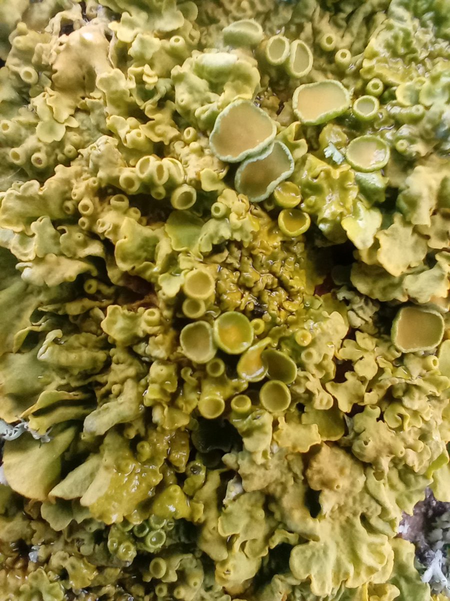 Would love some help with identifying these beautiful #lichen found on an oak tree!