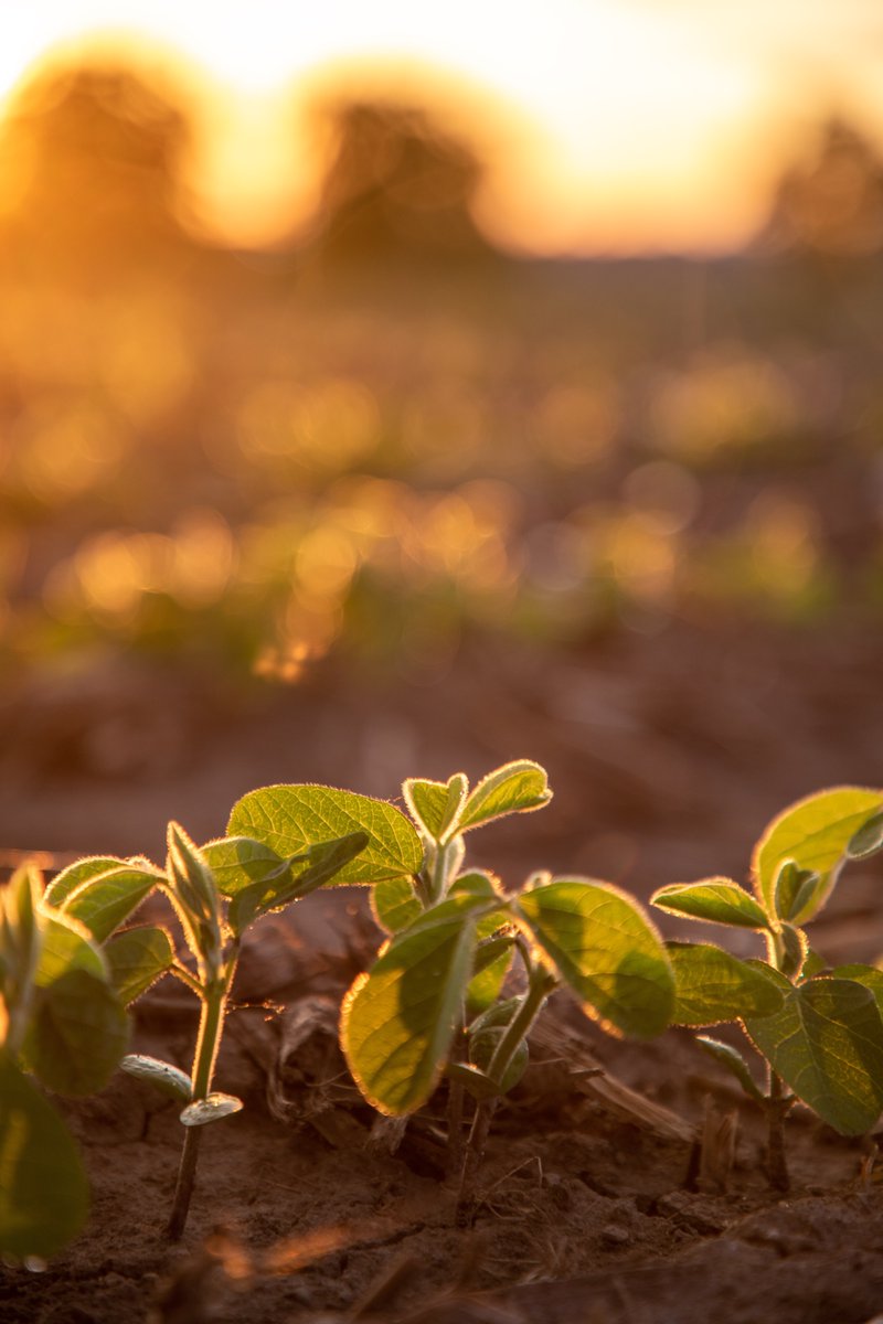 Are you giving your crops a healthy start? Check out our Starting Line and Starting Line Plus with Saltro and Trunemco Seed Treatments! rb.gy/mb262