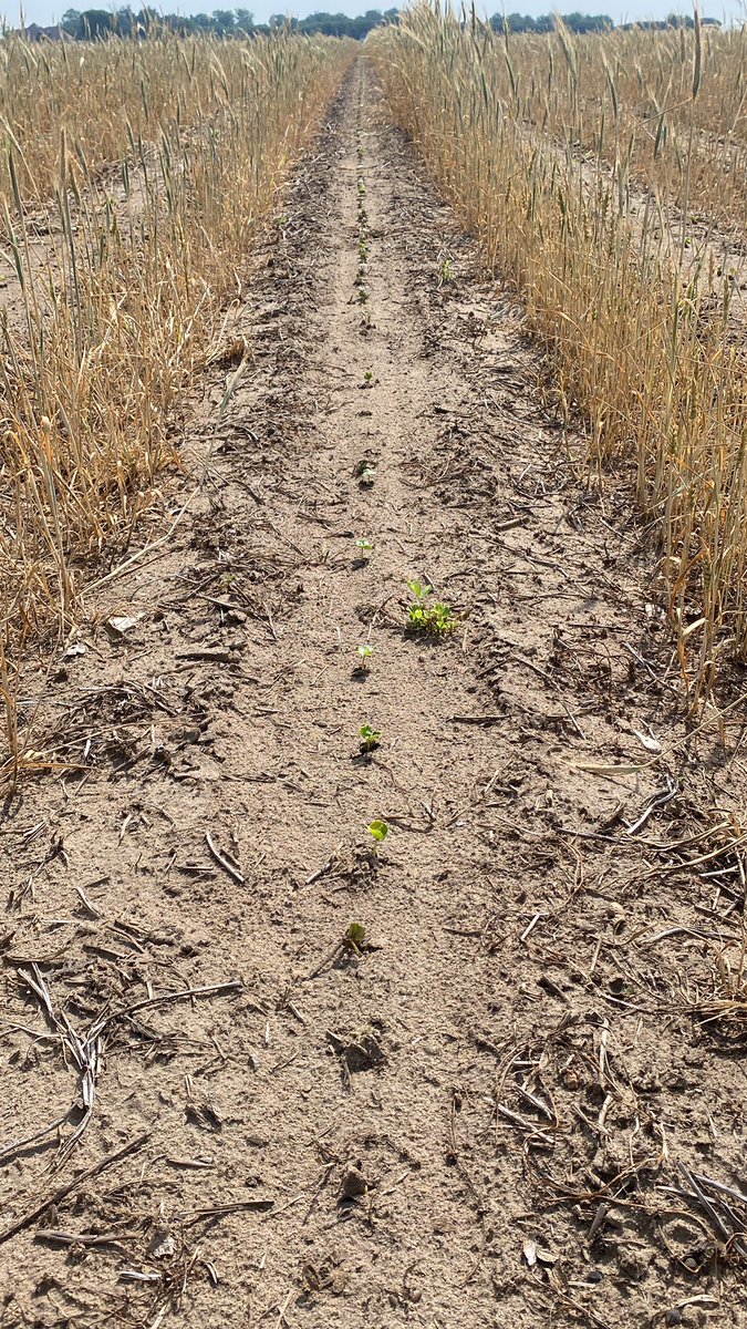 Giddy up! #deltapine #COTTON