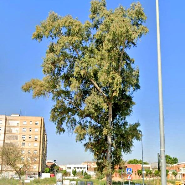 huermur's tweet photo. #ÚLTIMAHORA 🔴 El @AytoMurcia informa de que no piensa iniciar un procedimiento sancionador por el arboricidio del enorme eucalipto de Barriomar producido el pasado mes de marzo.

Ha salido barato talar el árbol, circulen que esto es #Murcia @SerranoJAntonio @nhoa81 @AFcGuerrero https://t.co/5v1e6bQGNk