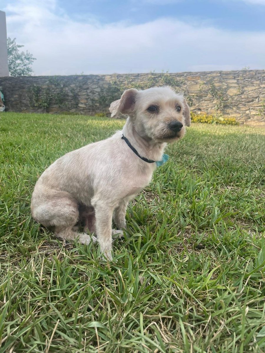 edy_saurio's tweet photo. Si me ayudan por favor con un RT.

Se encontró este perrito a la altura de Blvd Acapulco en Lázaro Cárdenas, estamos buscando a sus dueños o de lo contrario alguien que le de hogar temporal o definitivo. https://t.co/I25BZnOFz9