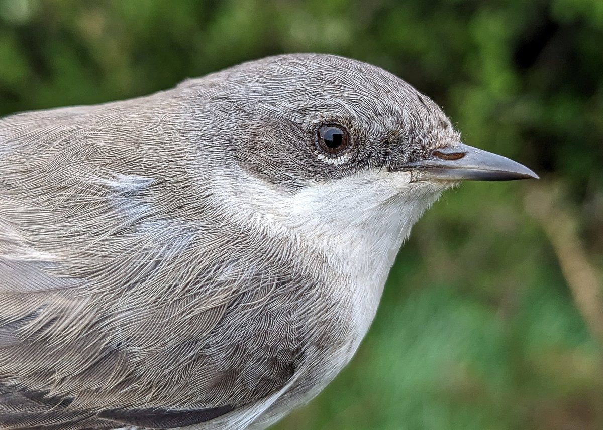 Yesterday we did our first BTO CES (constant effort survey) session of the season at Keyhaven catching 37 birds of 12 species.
Highlight for me was catching a regular Whitethroat, first ringed in 2018 and recorded on site almost every year since.