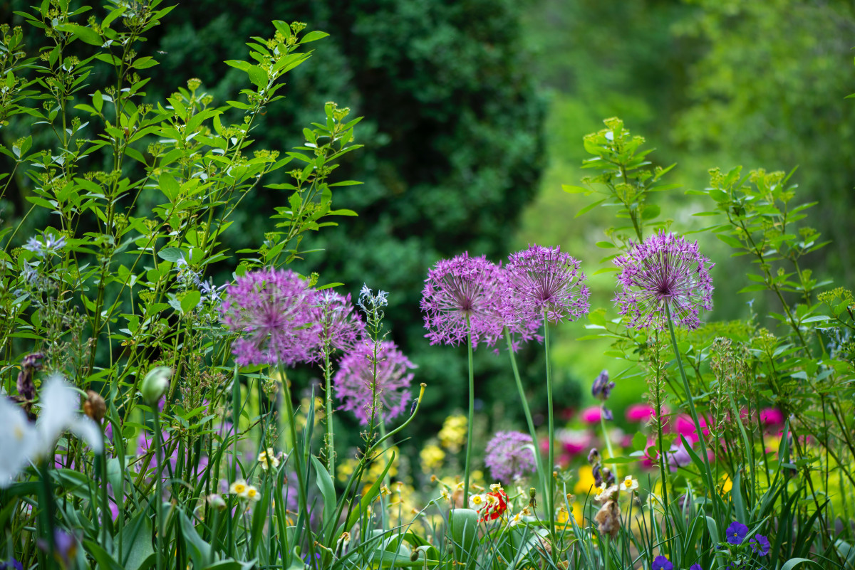 In a climate crisis, city ordinances should encourage us to promote biodiversity in our yards, rather than criminalizing it. Some cities are showing the way forward. bit.ly/42wI1Vy